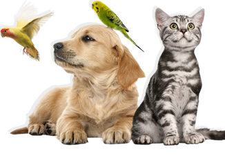 Pet Shop